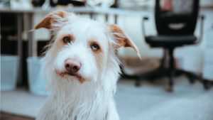 Unsere Agenturhunde: Eddie