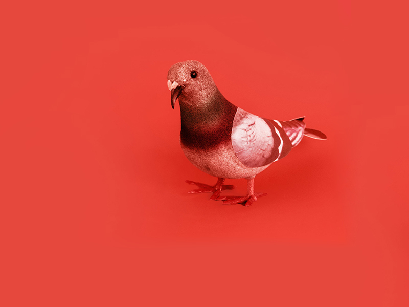 Rote Taube auf rotem Hintergrund