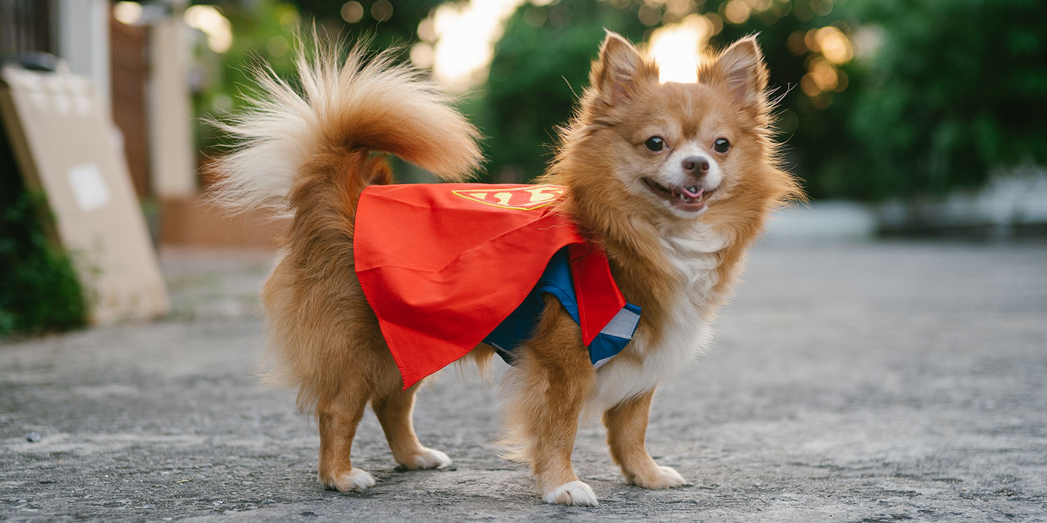 Hund im Superman-Umhang: Superhelden sind wir vielleicht nicht, aber in den letzten 10 Jahren hat Wake up Communications dennoch einiges für Deutschland getan