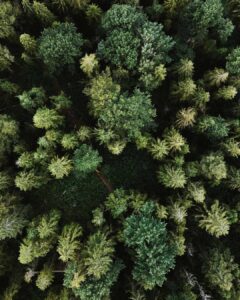 Ein Wald aus der Vogelperspektive: Die Bäume von Wake up Communications stehen zwar nicht nebeneinander, aber 57 sind schon eine ganze Menge