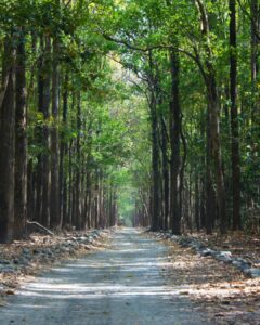 Waldweg